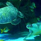 sea aquarium booking slot